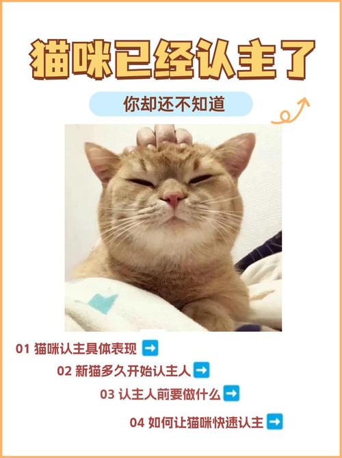 流浪猫认主人表现多样，蹭腿露肚皮等都表示信任（流浪猫怎么样才算认了主人）