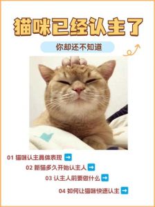 流浪猫认主人表现多样，蹭腿露肚皮等都表示信任（流浪猫怎么样才算认了主人）