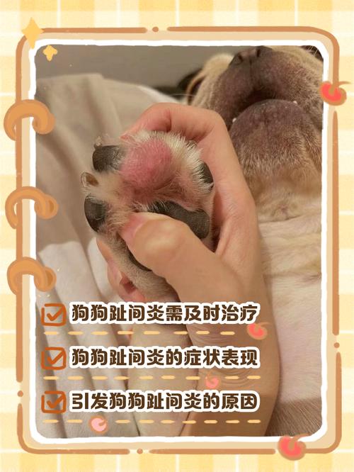 小狗脚部受伤怎么办？（小狗脚割烂了怎么处理）