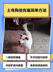 母狗绝育好处多，健康幸福风险低（母狗要不要绝育）