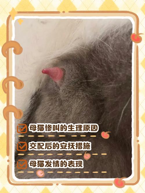 小母猫绝育好处多，健康幸福更长久（给小母猫做绝育到底是爱它还是害它）