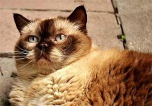 猫咪发情莫强绝育，温柔安抚更贴心（猫发情被主人强制绝育）