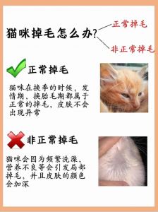 定期梳洗加吸尘除毛，告别猫毛烦恼（去除猫毛最好的办法）
