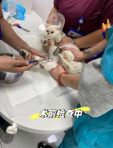 后悔给母猫绝育，胖了不活泼还敏感（后悔给母猫做绝育了）