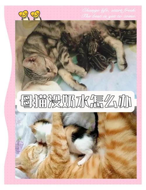 母猫没奶？鲫鱼催乳，羊奶粉喂，热敷促奶（猫咪没奶最快解决办法）