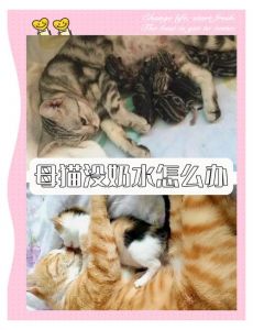 母猫没奶？鲫鱼催乳，羊奶粉喂，热敷促奶（猫咪没奶最快解决办法）