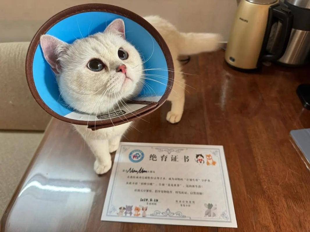 延长寿命还是性格变？（养猫绝育好还是不绝育好）