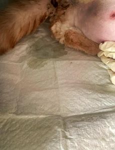 母猫产后性格变？营养环境是关键（母猫生产完会变性格吗）