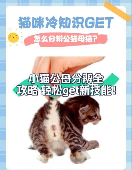 绝育猫还嚎叫？激素习惯或环境影响（嘎蛋后的公猫还是会嚎叫但是不骑母猫）