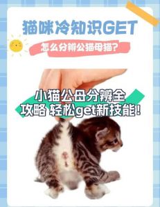 绝育猫还嚎叫？激素习惯或环境影响（嘎蛋后的公猫还是会嚎叫但是不骑母猫）