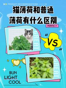 猫薄荷好玩但小心，不是所有猫都行！（猫薄荷对猫咪的好处与坏处）