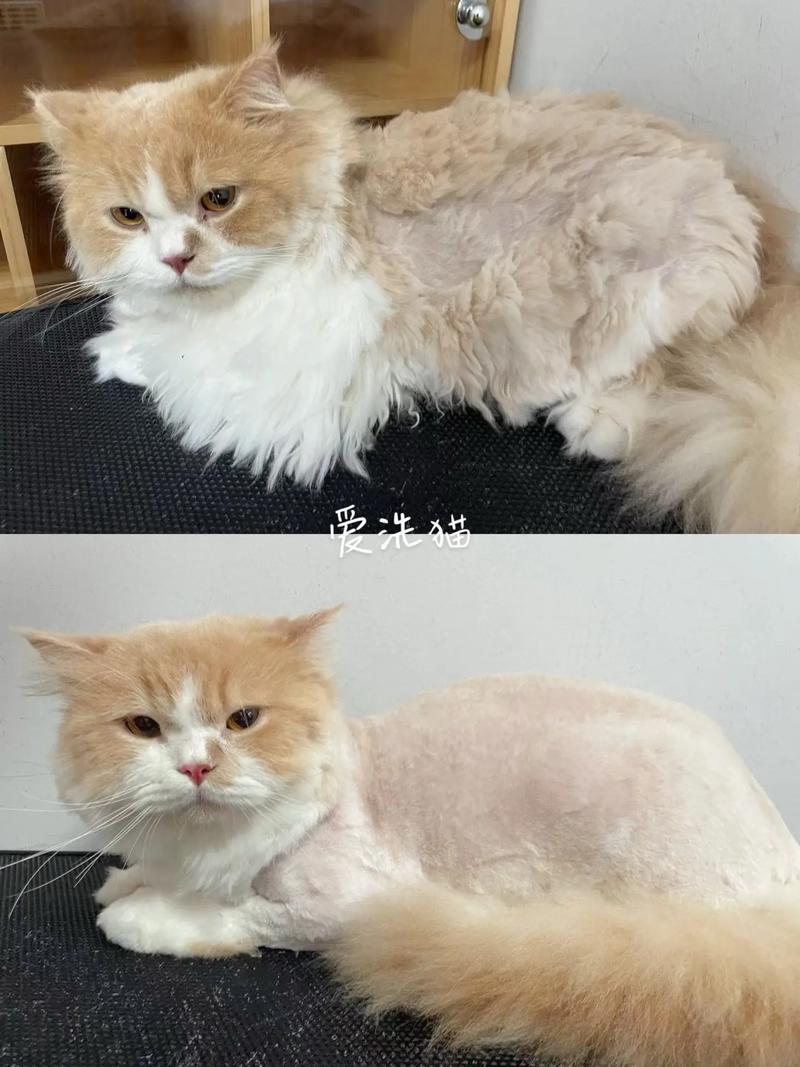剃毛有风险，猫咪别剃毛（猫剃毛的好处和坏处）