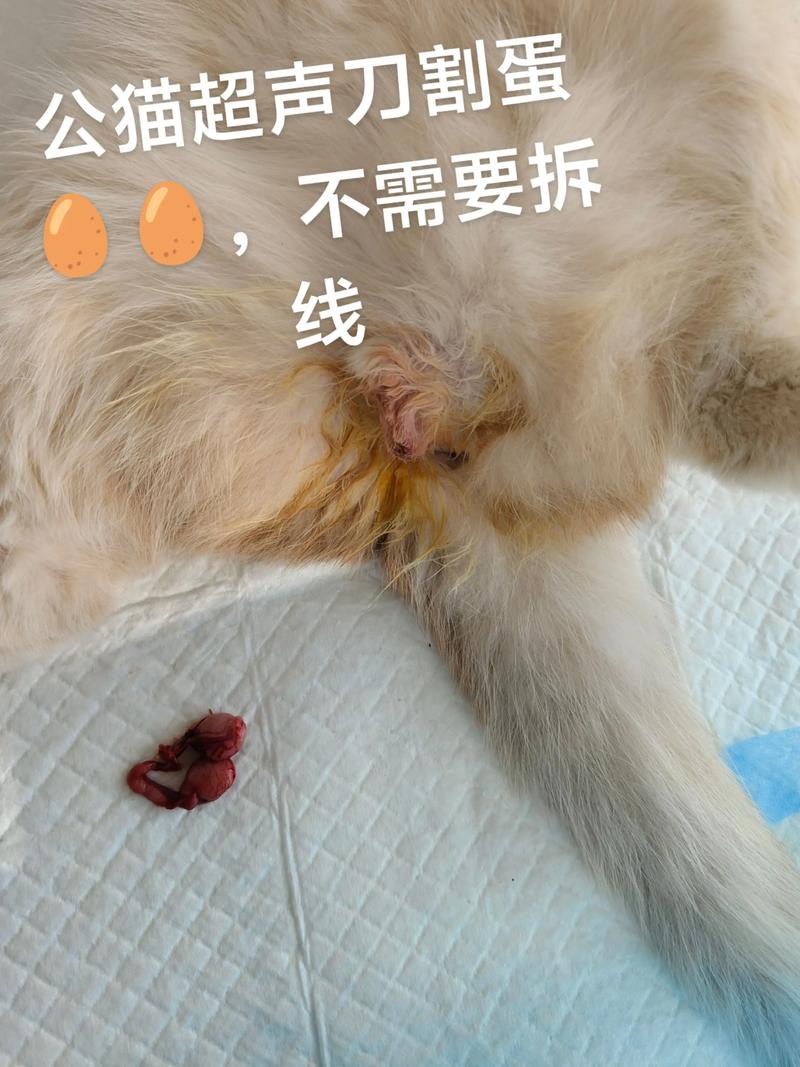 健康省心寿命长（公猫做绝育的好处有哪些）