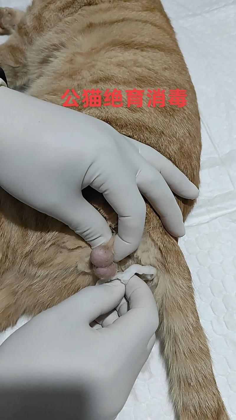 公猫乱尿？绝育好还是不好？（公猫没绝育乱尿了现在能绝育吗）