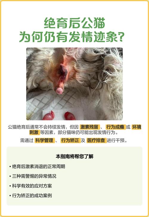公猫绝育好，健康少烦恼（公猫不绝育的好处和坏处）