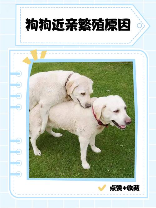 母狗爱男人？本能情感惹人爱（母狗会爱上男人吗为什么）
