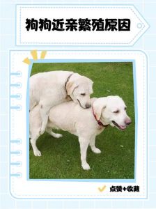 母狗爱男人？本能情感惹人爱（母狗会爱上男人吗为什么）