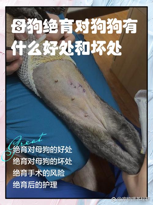 母狗绝育术后护理全攻略（母狗做完绝育手术可以走一走吗）
