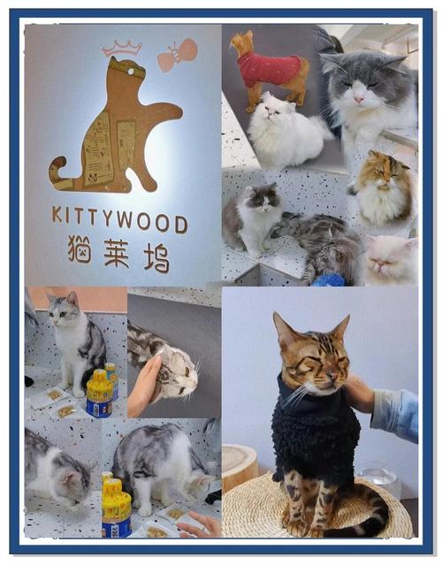 绝育减少流浪猫，万千宠爱专业服务（茂名猫绝育去哪好）