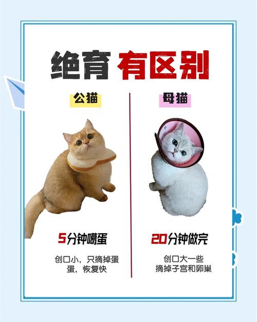 猫咪绝育好处多，健康亲人风险小！（猫猫绝育的好处和坏处）