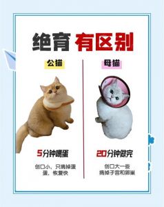 猫咪绝育好处多，健康亲人风险小！（猫猫绝育的好处和坏处）