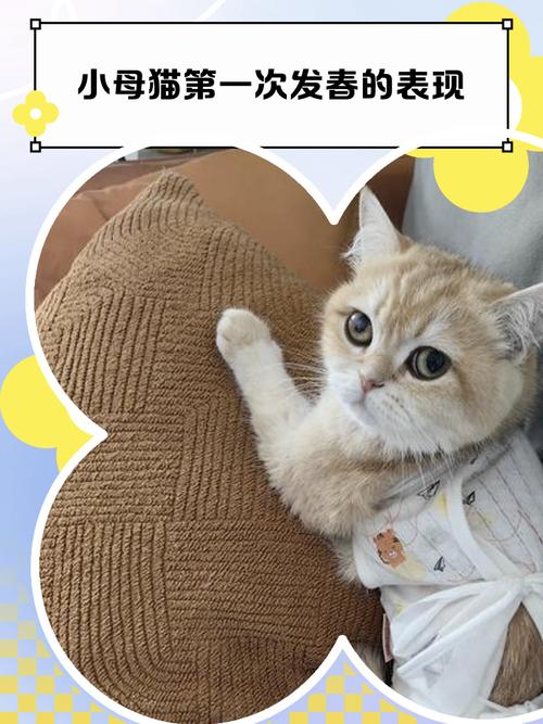 猫咪发情焦躁乱尿？绝育是王道！（猫咪一直发春怎么办）