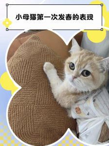 猫咪发情焦躁乱尿？绝育是王道！（猫咪一直发春怎么办）