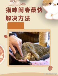 公猫烦躁？别急，安静玩耍绝育是好帮手！（公猫闹春最快的解决方法）