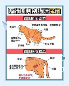 猫咪尿不出？快查水食和看医生！（猫咪利尿最快的方法）