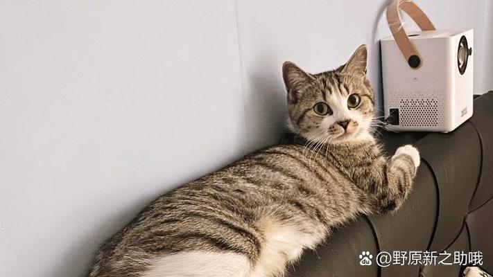 5种猫咪的性格与毛发（哪种猫的毛最好摸）
