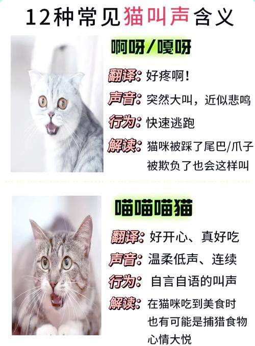 绝育猫半夜叫咋办？（绝育的公猫晚上叫的原因）