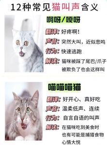 绝育猫半夜叫咋办？（绝育的公猫晚上叫的原因）