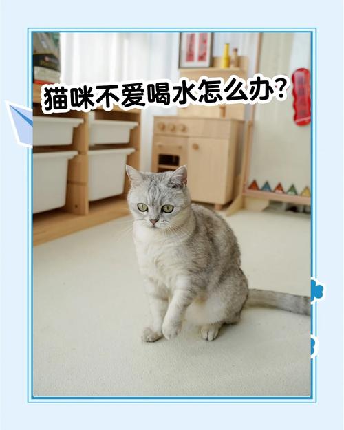 猫咪饮水健康，绝育有风险，共眠看情况（猫猫爱喝水的好处跟坏处）