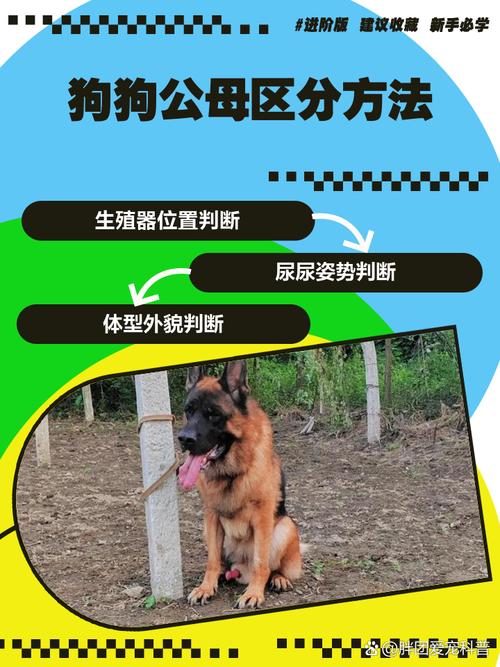 狗狗临产征兆及产后护理要点（怎么判定狗狗入产道了）