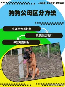 狗狗临产征兆及产后护理要点（怎么判定狗狗入产道了）