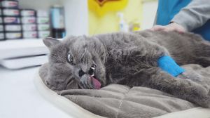 绝育猫对着腿发情属正常，耐心引导勿粗暴（绝育公猫对着主人腿发情怎么办）
