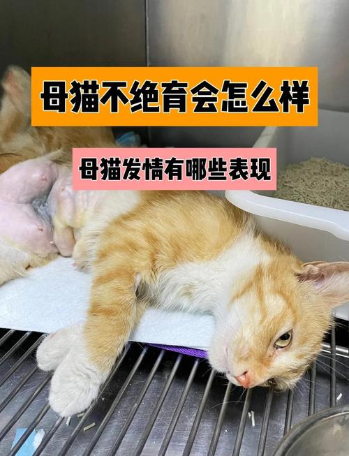 母猫不绝育危害多，健康烦恼一大堆！（母猫不绝育有什么坏处）