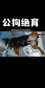 绝育后狗狗行为变化怎么办？耐心陪伴是关键（狗子做完绝育恨主人吗）