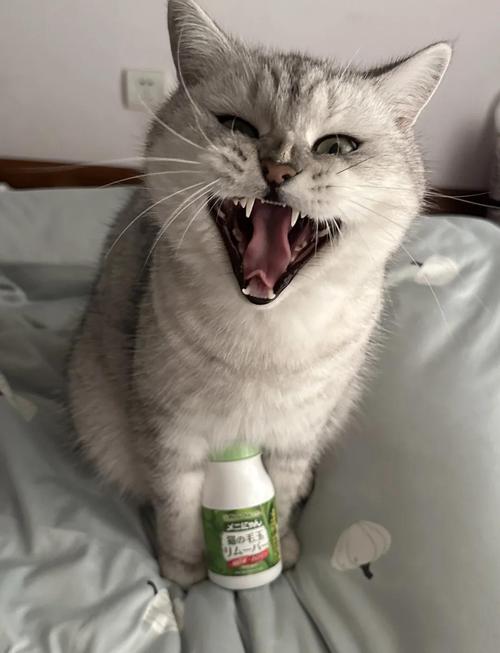 猫咪化毛球，卫仕片，梳毛饮食管（猫吃什么化毛效果好）