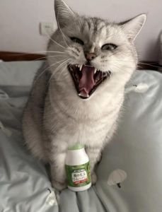 猫咪化毛球，卫仕片，梳毛饮食管（猫吃什么化毛效果好）