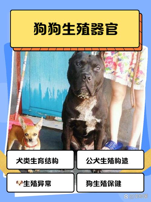 给狗狗做绝育好处多，健康快乐少烦恼！（公狗结扎母狗是什么）