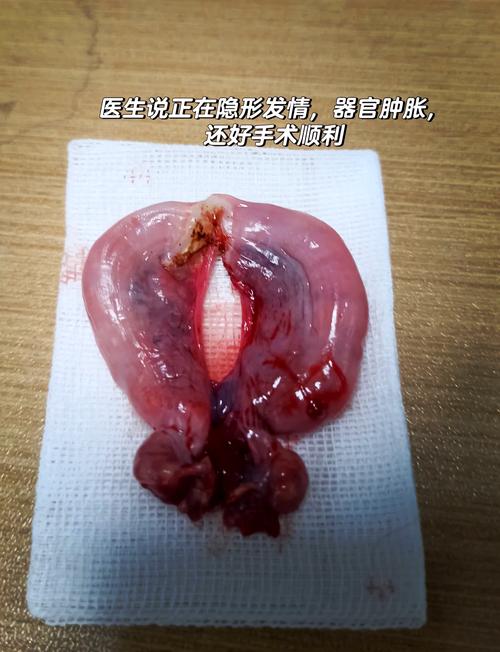 健康安全性格佳（猫为什么要绝育）