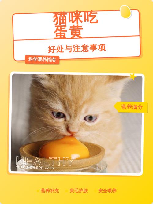 蛋黄营养好，喂猫需适量（猫咪吃蛋黄有什么好处和坏处）