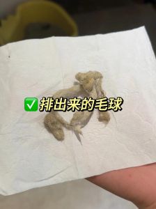 湿手梳猫毛，掉毛少还亲昵（猫排毛最好的方法）