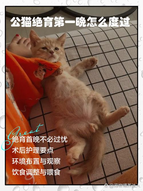 健康寿命两无忧（犬猫绝育后的好处）