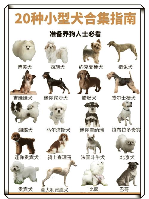 贵宾金毛哈士奇等，选对适合你家！（常见狗狗品种30种）