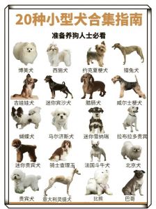 贵宾金毛哈士奇等，选对适合你家！（常见狗狗品种30种）