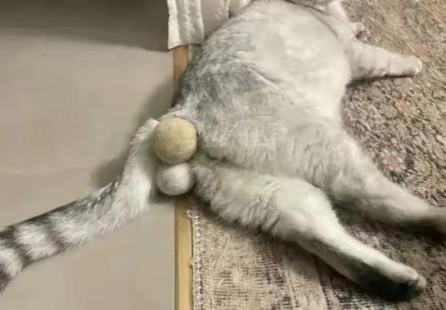 公猫蛋蛋位置及绝育后注意事项（公猫没蛋蛋会自卑吗）