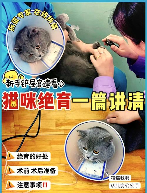 绝育猫好处多，但也需权衡利弊（给母猫做绝育好处跟坏处）