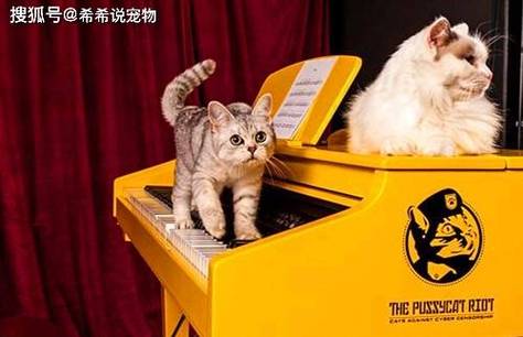 母猫发情怎么办？快速应对与绝育建议（母猫发情最简单的处理方法）